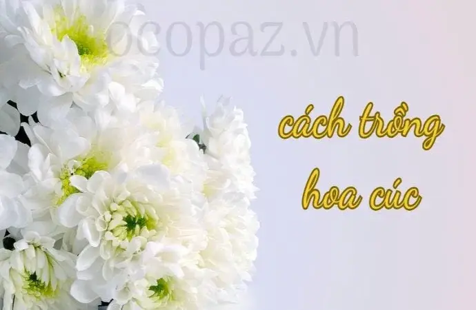 Cách trồng hoa cúc đơn giản và hiệu quả tại nhà