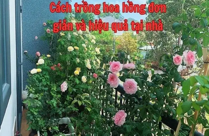 Cách trồng hoa hồng đơn giản và hiệu quả tại nhà