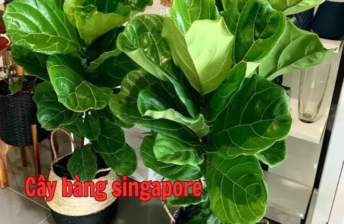 Cây bàng singapore - Loài cây cảnh đẹp đáng sở hữu