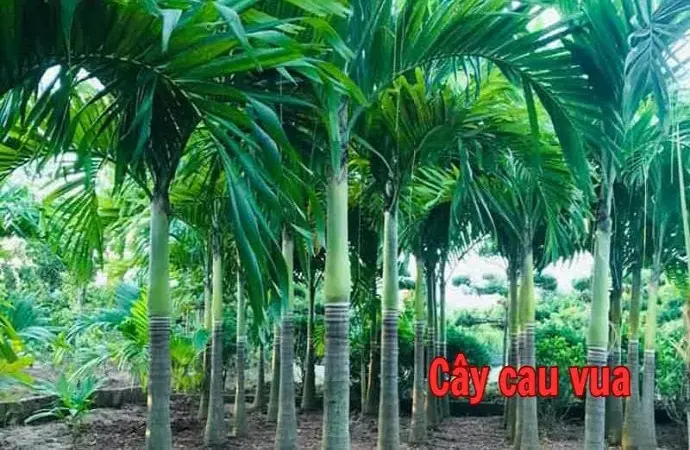 Cây cau vua – Đặc điểm, giá trị thẩm mỹ và cách trồng