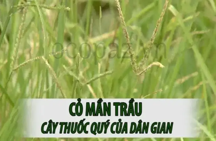 Tìm hiểu về cây cỏ mần trầu và những lợi ích của nó