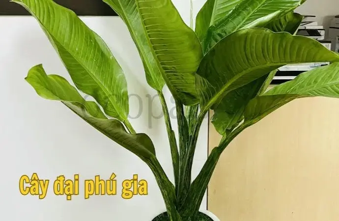 Cây đại phú gia - Giải pháp xanh cho không gian văn phòng