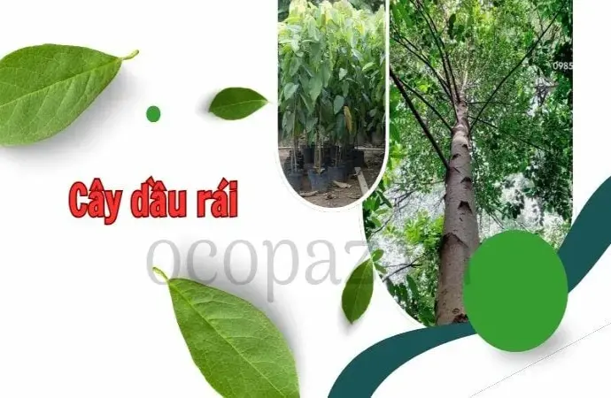 Cây dầu rái - Đặc điểm, giá trị và ứng dụng của cây