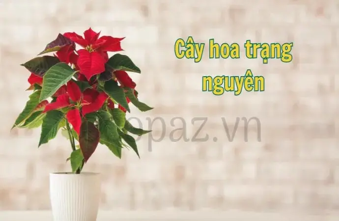 Cây hoa trạng nguyên - Tìm hiểu và chăm sóc đúng cách