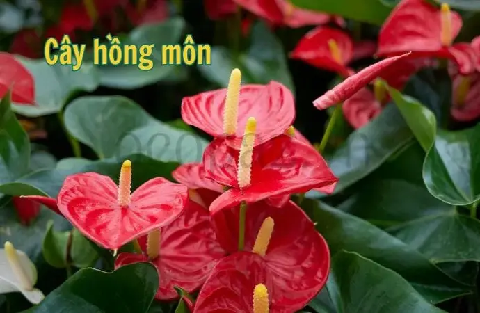 Cây hồng môn - Cây văn phòng đẹp và ý nghĩa phong thủy