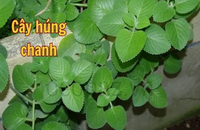 Cây húng chanh - Công dụng và cách sử dụng hiệu quả