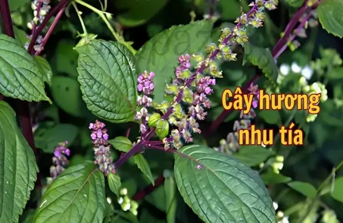 Cây hương nhu tía - Tác dụng chữa bệnh và cách sử dụng hiệu quả