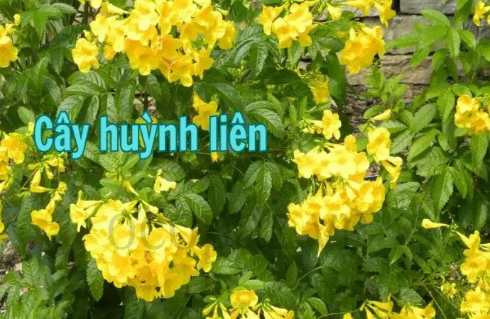 Cây huỳnh liên - Đặc điểm và cách chăm sóc hiệu quả