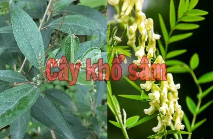 Cây khổ sâm - Thảo dược quý trong y học