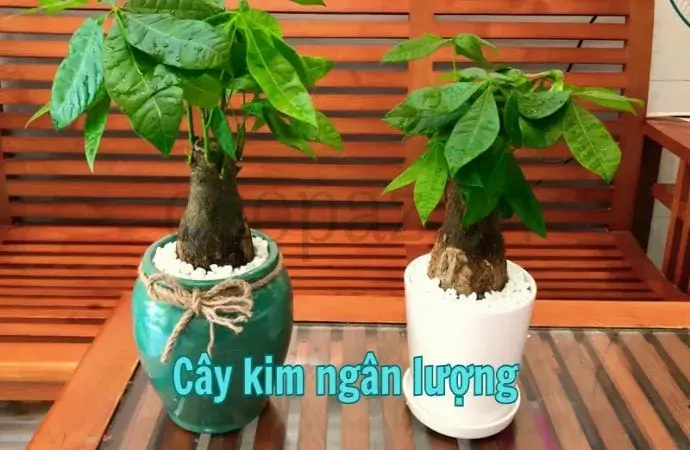 Cây kim ngân lượng - Biểu tượng của tài lộc và may mắn