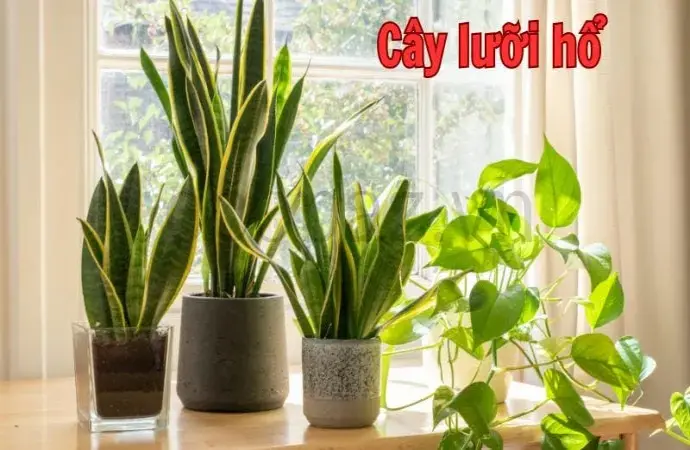 Tìm hiểu về cây lưỡi hổ - Cây cảnh đẹp và dễ chăm sóc