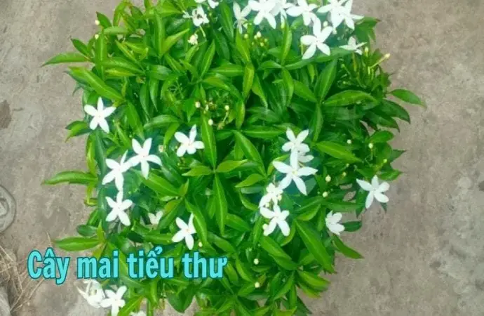 Cây mai tiểu thư - Loài cây đẹp cho không gian sống