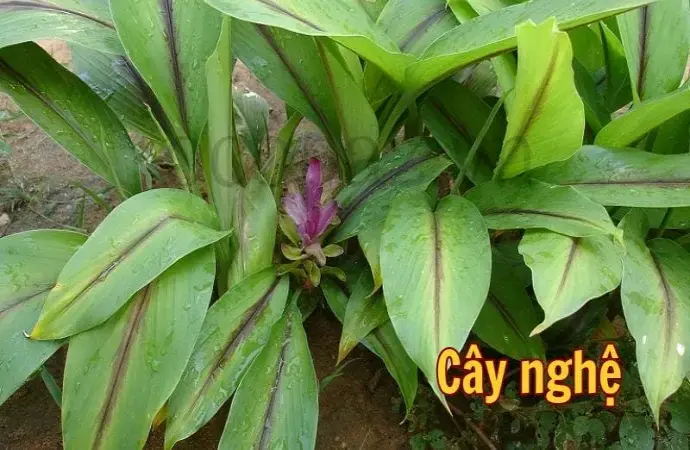 Cây nghệ - Tác dụng và cách sử dụng hiệu quả