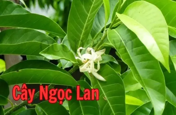 Cách trồng và chăm sóc cây ngọc lan cho hoa thơm ngát quanh năm