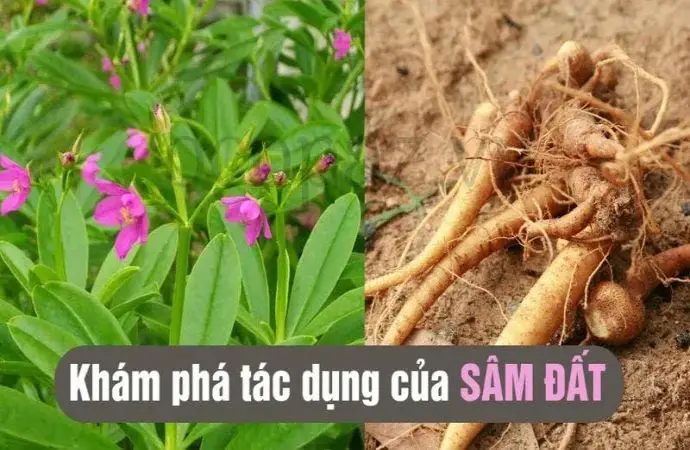 Cây sâm đất - Tác dụng và cách sử dụng hiệu quả