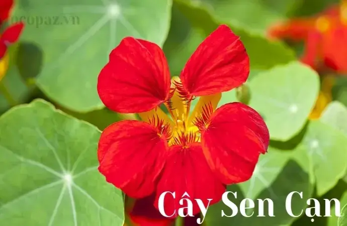 Cây sen cạn - Đặc điểm, công dụng và cách trồng hiệu quả tại nhà