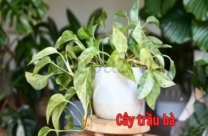 Cây trầu bà cây cảnh đẹp và dễ chăm sóc cho văn phòng bạn