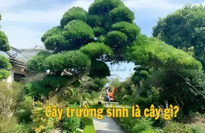 Cây tùng - Biểu tượng của sự bền bỉ và kiên cường