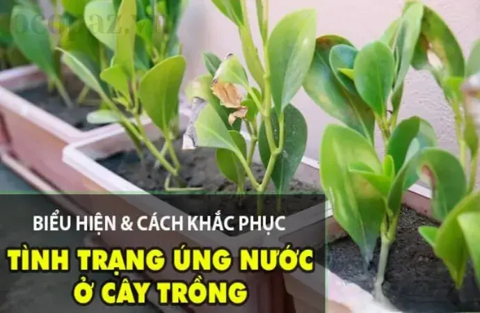 Dấu hiệu cây bị úng nước - Nguyên nhân và cách khắc phục hiệu quả