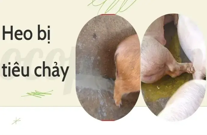 Heo bị tiêu chảy - Cách chăm sóc và điều trị tại nhà