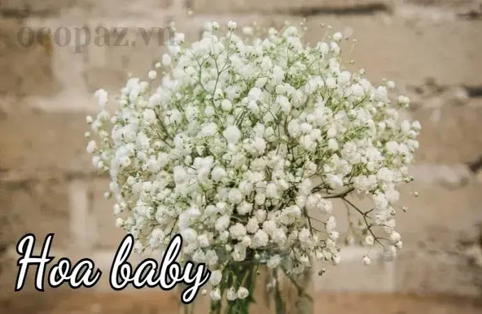 Hoa Baby - Biểu tượng của tình yêu ngọt ngào và hạnh phúc