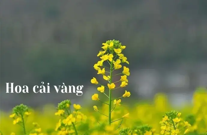 Mùa hoa cải vàng - Thời điểm lý tưởng để các du khách tham quan