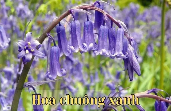 Khám phá sắc đẹp và ý nghĩa của hoa chuông xanh trong tự nhiên