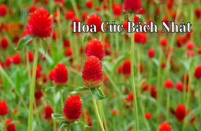 Hoa cúc bách nhật - Loài hoa tươi tắn cho ngôi vườn của bạn