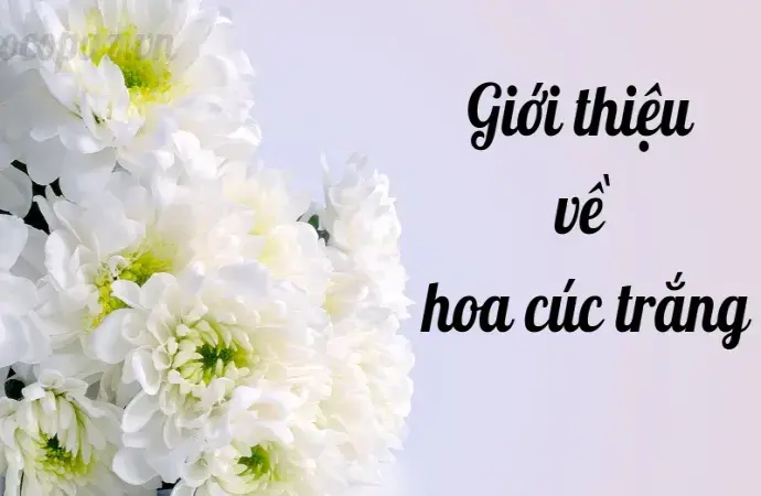 Hoa cúc trắng - Chăm sóc, trồng trọt và ý nghĩa tâm linh