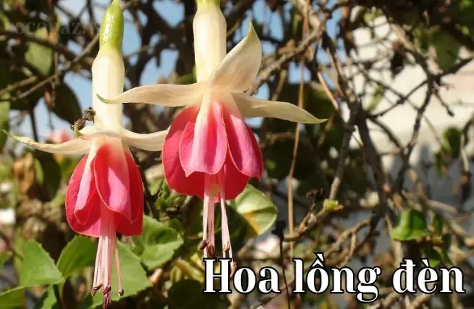 Hoa lồng đèn (Fuchsia) - Ý nghĩa, cách trồng và chăm sóc tại nhà