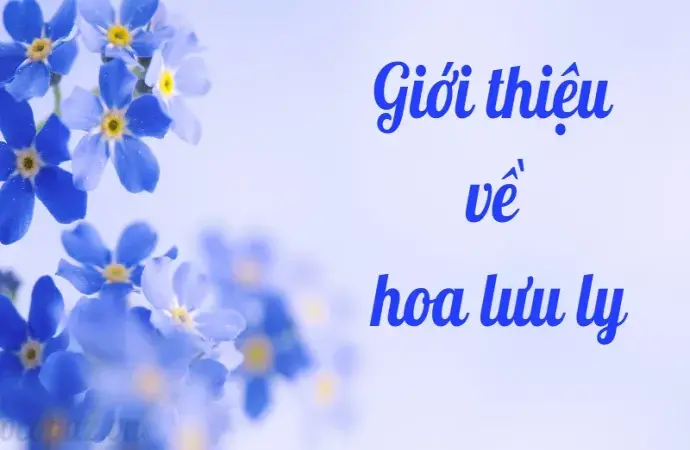 Hoa lưu ly - Ý nghĩa và cách chăm sóc để luôn tươi đẹp