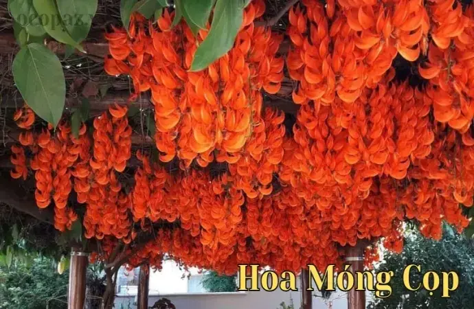 Hoa móng cọp - Biểu tượng của sự quyền lực và đẹp đẽ trong thiên nhiên