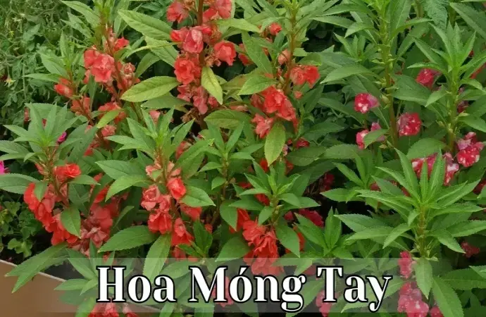 Tìm hiểu về hoa móng tay - Đặc điểm, cách trồng và chăm sóc