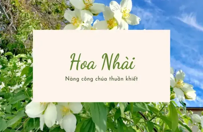 Hoa nhài có tác dụng gì trong việc làm đẹp và thư giãn?