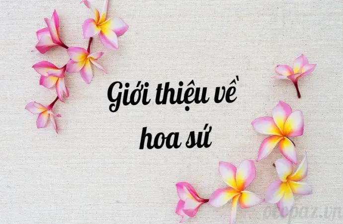 Hoa sứ có ý nghĩa gì? Tìm hiểu ý nghĩa hoa sứ phong thủy