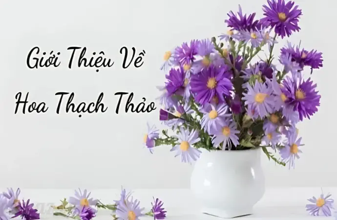 Hoa thạch thảo - Biểu tượng tình yêu và sự bền vững