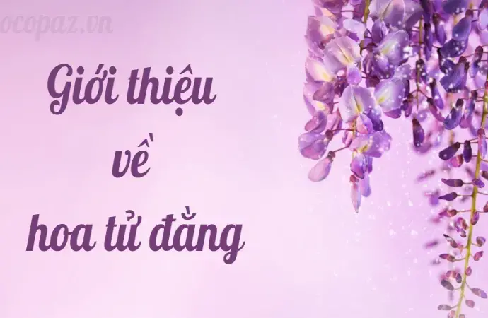 10 sự thật thú vị về hoa tử đằng và cách chăm sóc hiệu quả