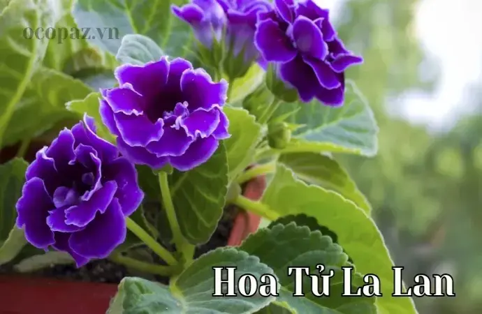 Hoa Tử La Lan - Vẻ đẹp và ý nghĩa đặc biệt trong tâm hồn người Việt