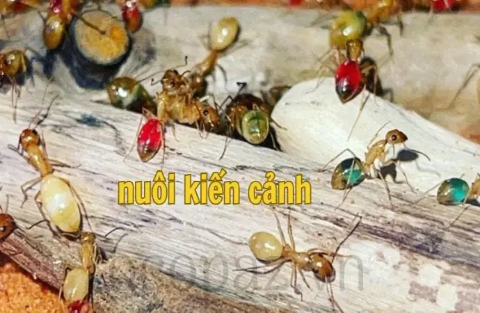 Nuôi kiến cảnh - Hướng dẫn chi tiết cho người mới bắt đầu