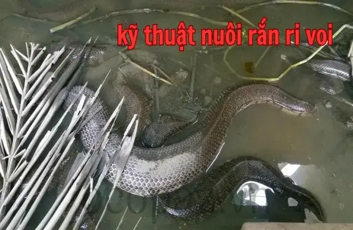 Kỹ thuật nuôi rắn ri voi hiệu quả cao cho người mới bắt đầu