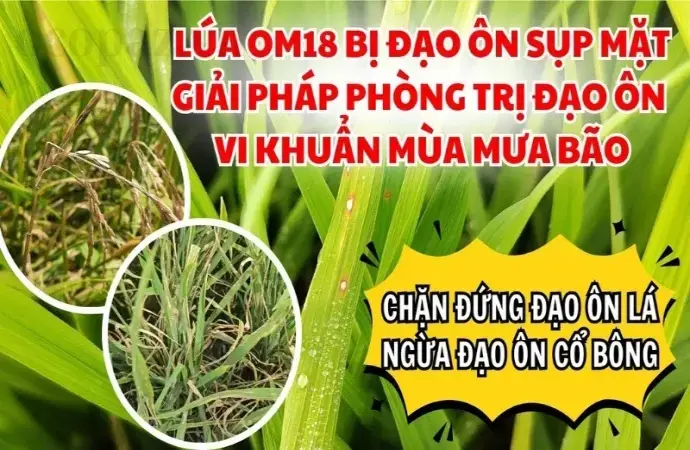 Lúa bị đạo ôn - Tác hại và cách khắc phục nhanh chóng