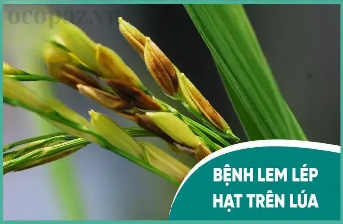 Lúa bị lem lép hạt - Nguyên nhân và giải pháp khắc phục hiệu quả