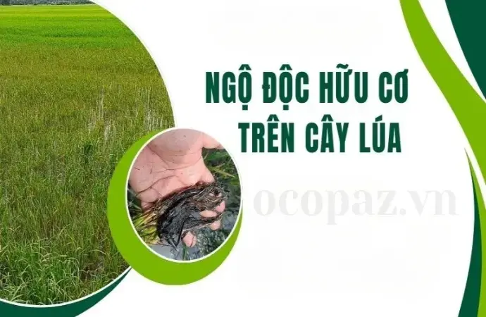 Lúa bị ngộ độc hữu cơ - Triệu chứng nhận biết và giải pháp