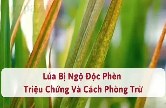 Lúa bị ngộ độc phèn - Hậu quả đáng lo ngại và cách khắc phục hiệu quả