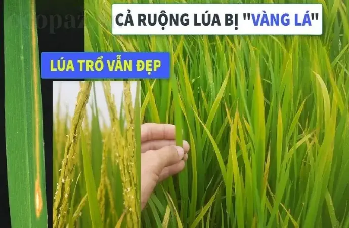 Vàng lá ở lúa - Dấu hiệu cảnh báo và biện pháp khắc phục