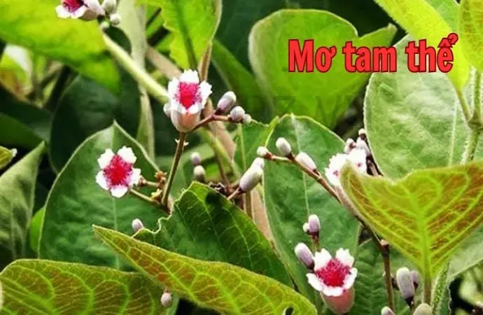 Khám phá công dụng và cách sử dụng mơ tam thể