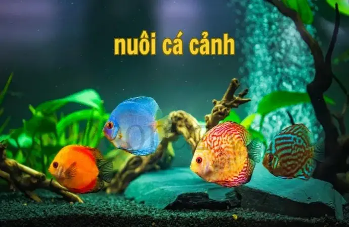 Cách nuôi cá cảnh tại nhà đơn giản và hiệu quả