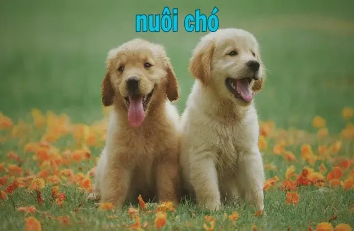 Kỹ thuật nuôi chó khỏe mạnh và hạnh phúc