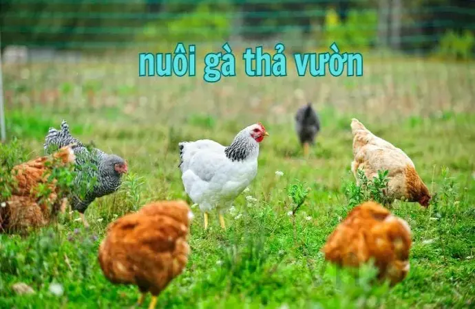 Nuôi gà thả vườn - Kỹ thuật đơn giản và hiệu quả