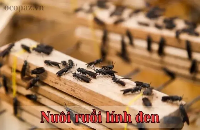 Cách nuôi ruồi lính đen hiệu quả tại nhà